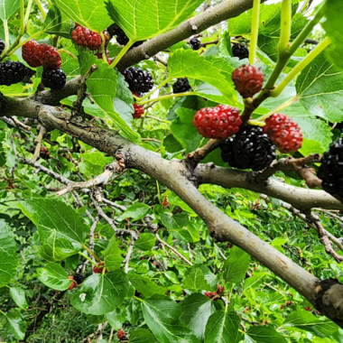 A cluster of ripe mulberries on a tree.