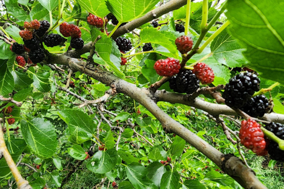 A cluster of ripe mulberries on a tree.