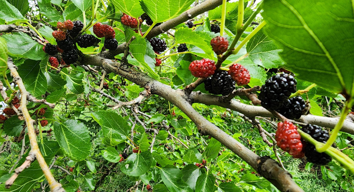 A cluster of ripe mulberries on a tree.