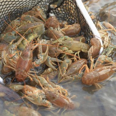 crawdads in a net