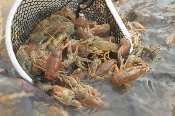 crawdads in a net