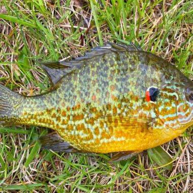 pumpkinseed fish