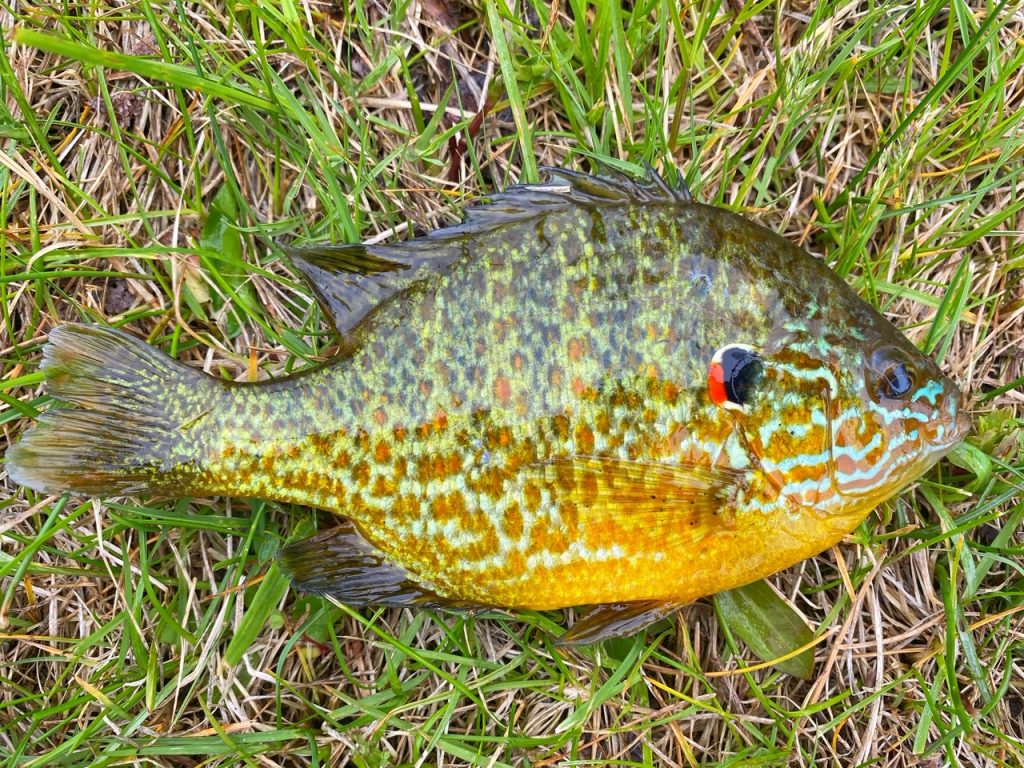 pumpkinseed fish