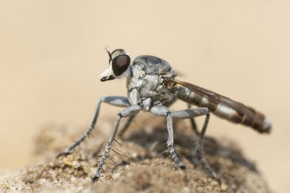 A close-up profile of a robber fly, which looks like a house fly except of its overall gray appearance.