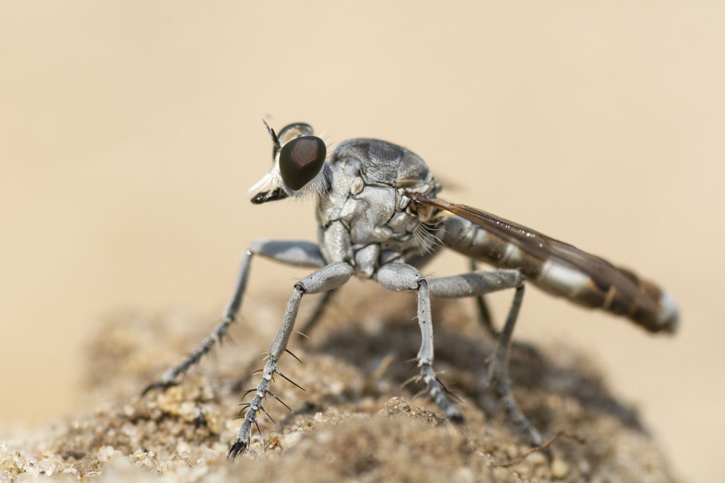 A close-up sideview of a robber fly, which looks like a house fly except of its overall gray appearance.