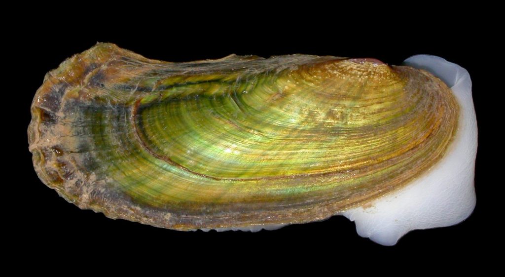 A scaleshell mussel.