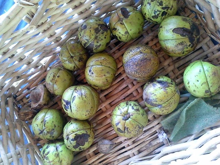 shagbark hickory nuts in a basket