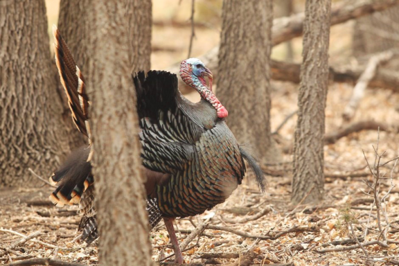 An adult male wild turkey walks through the open woods of a Nebraska woodland.