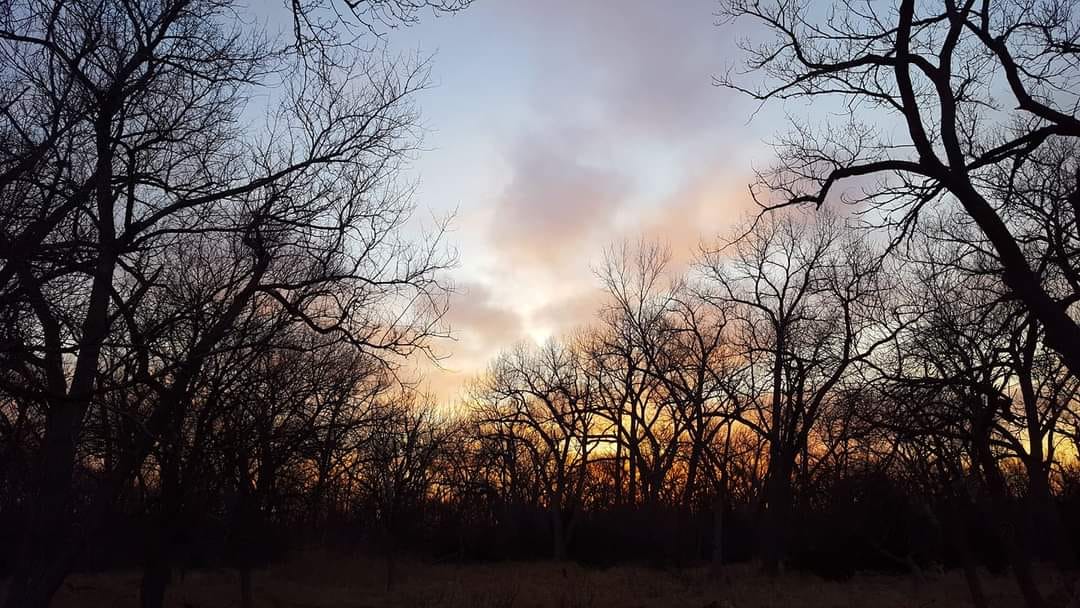 Silhouettes of trees against a sunrise in a forest.