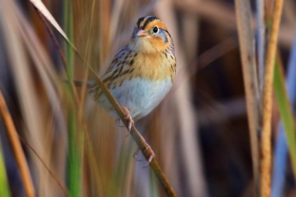 LeConte's sparrow.