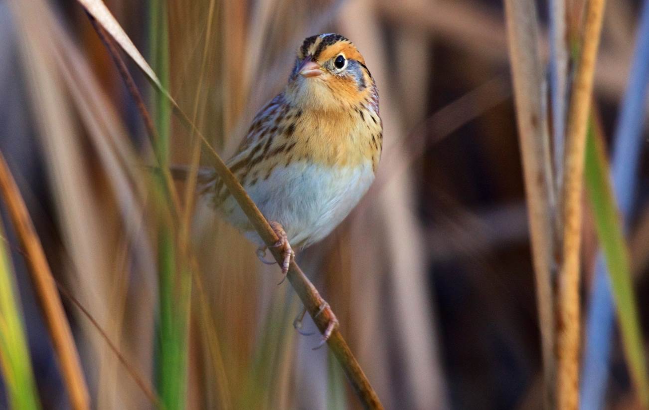 LeConte's sparrow.