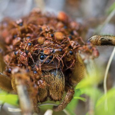 An amazing close-up of a wolf spider, whose head is covered by dozens of baby spiders.