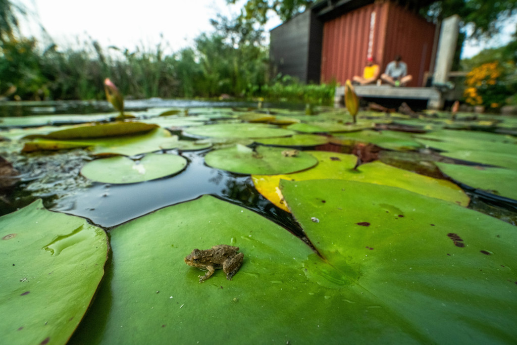 a couple is blurry in the background of their wetland pond covered in lily pads and frogs