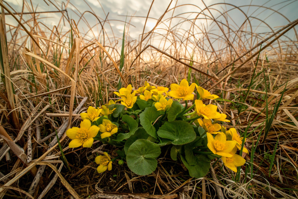 bright yellow flowers pop against a yellow, dry marshland grasses