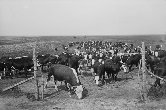 Cattle fenced in by barbed wire on the range.