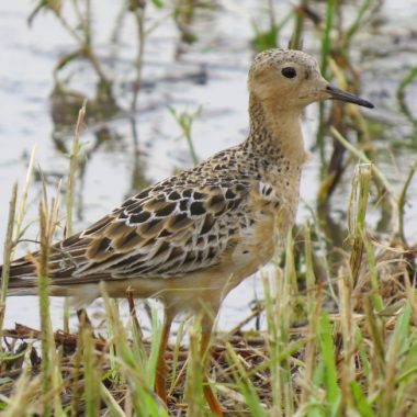 a long-legged bird with brown spots stands in shallow water