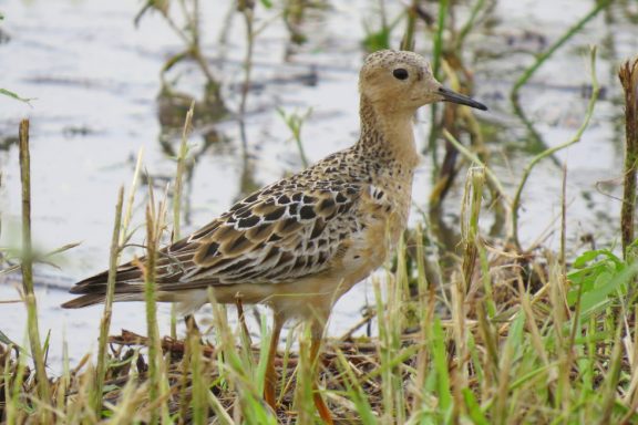 a long-legged bird with brown spots stands in shallow water