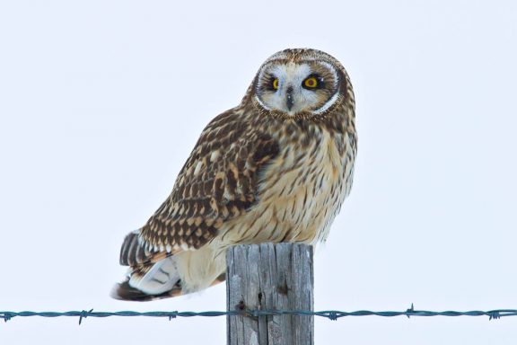 a short-eared owl stares into the distance