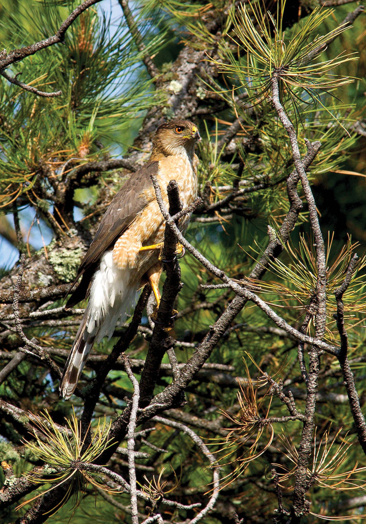 a cooper's hawk surrounded by the green foliage of a tree