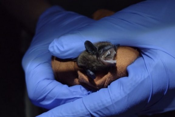 Hands in blue surgical gloves hold a small black bat