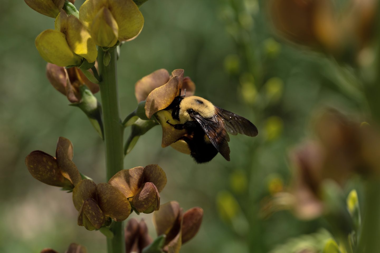 Brown-belted bumblebee