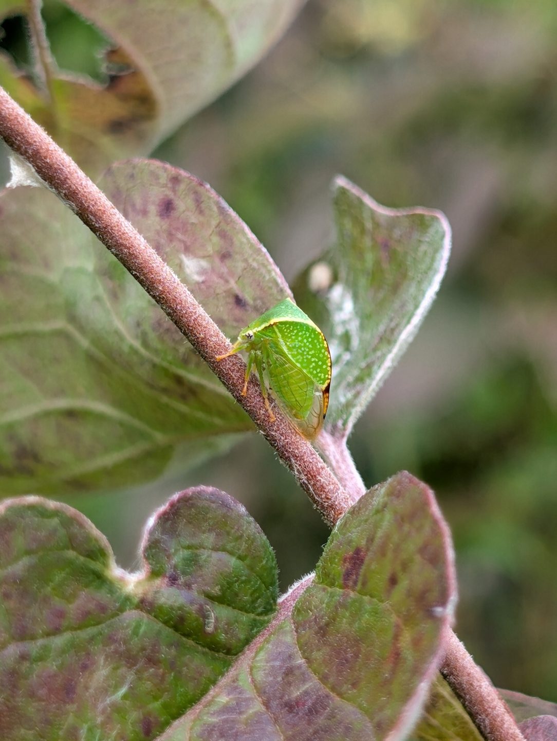 Buffalo treehopper insect