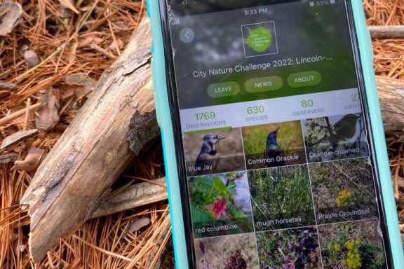 a photo on a pine needle background