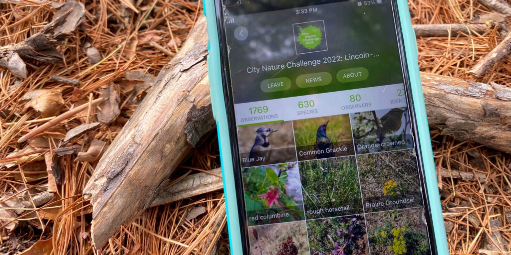 a photo on a pine needle background