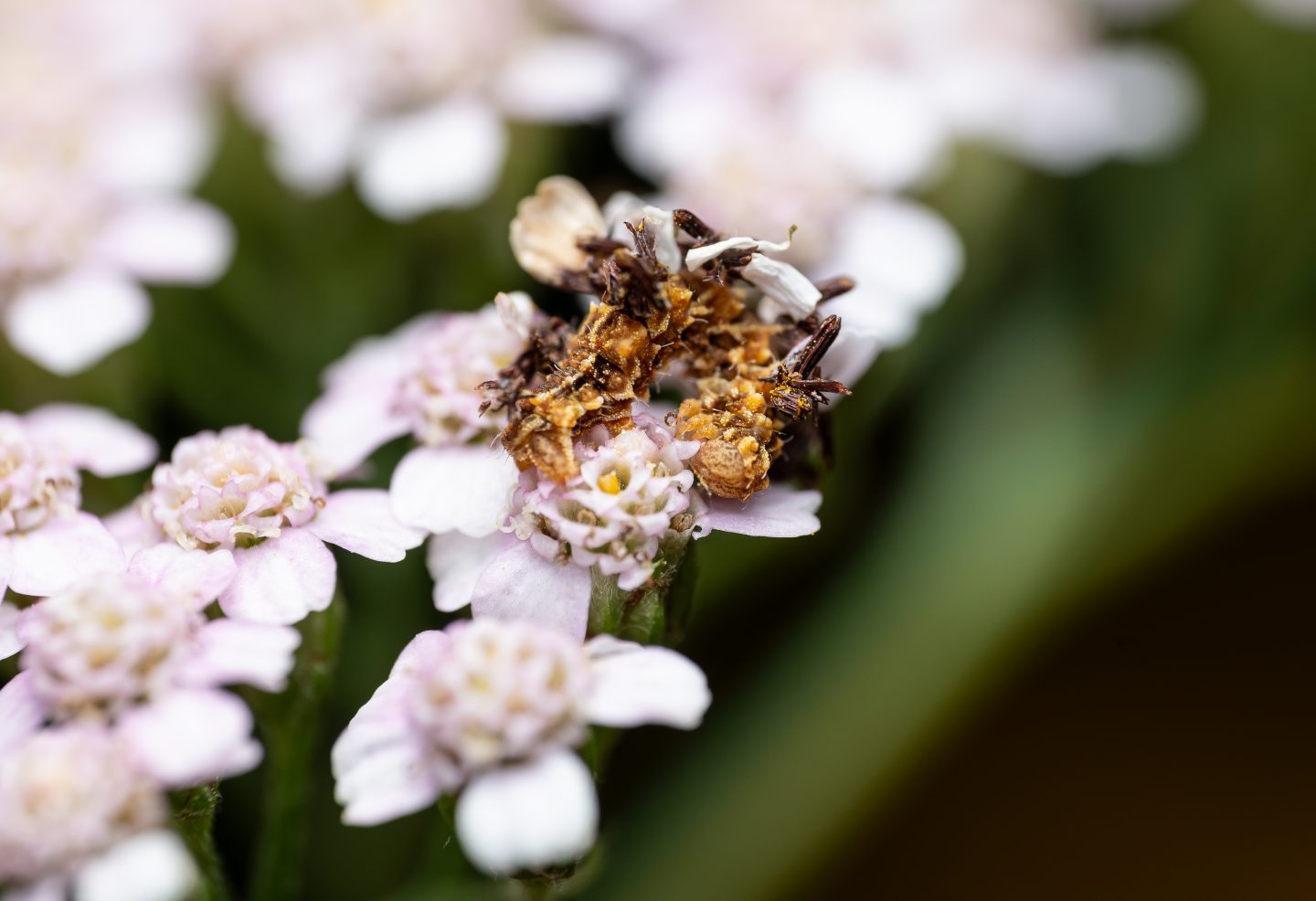 camouflaged looper covered in yarrow petals