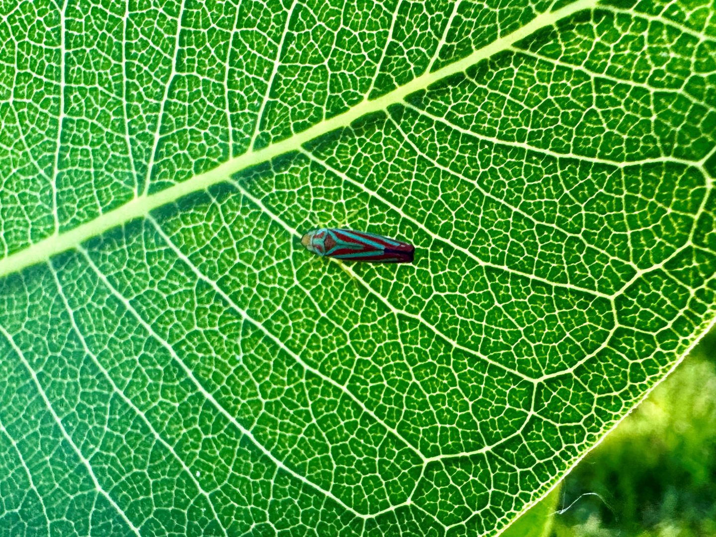 candy-striped leafhopper