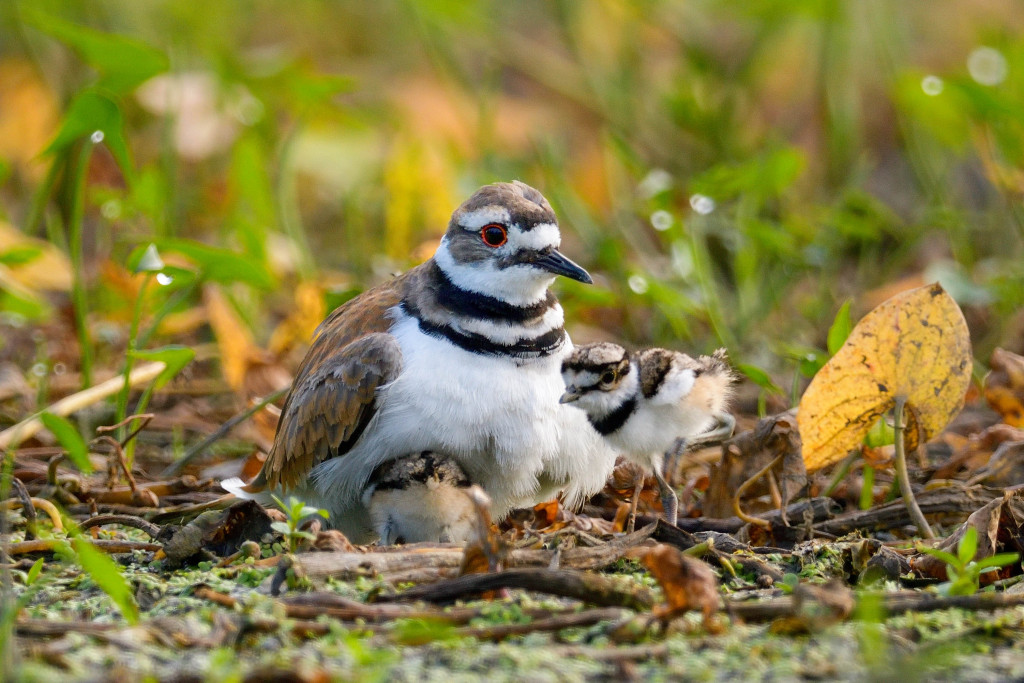 a white and brown bird with red eyes scuttles through leaves on the ground with its chicks