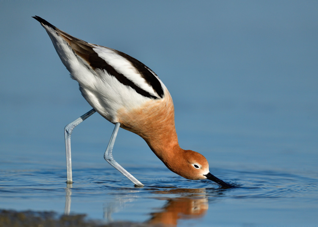 A black and white bird with a salmon-colored head puts its long black beat in the water