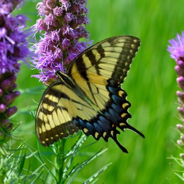 a yellow butterfly sits on a purple gayfeather head