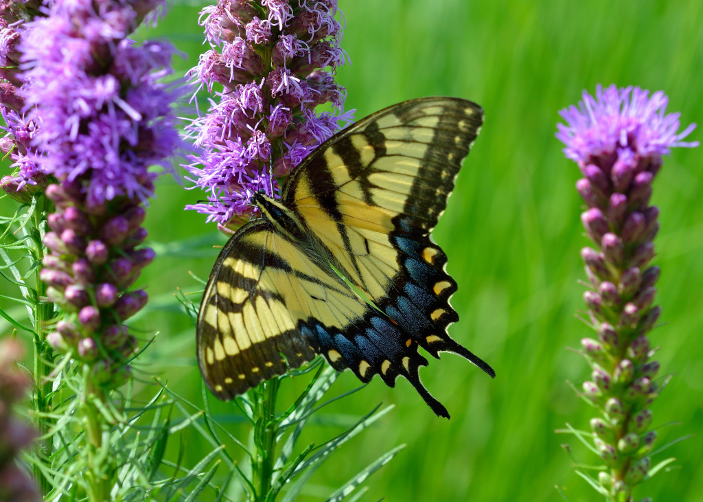 a yellow butterfly sits on a purple gayfeather head