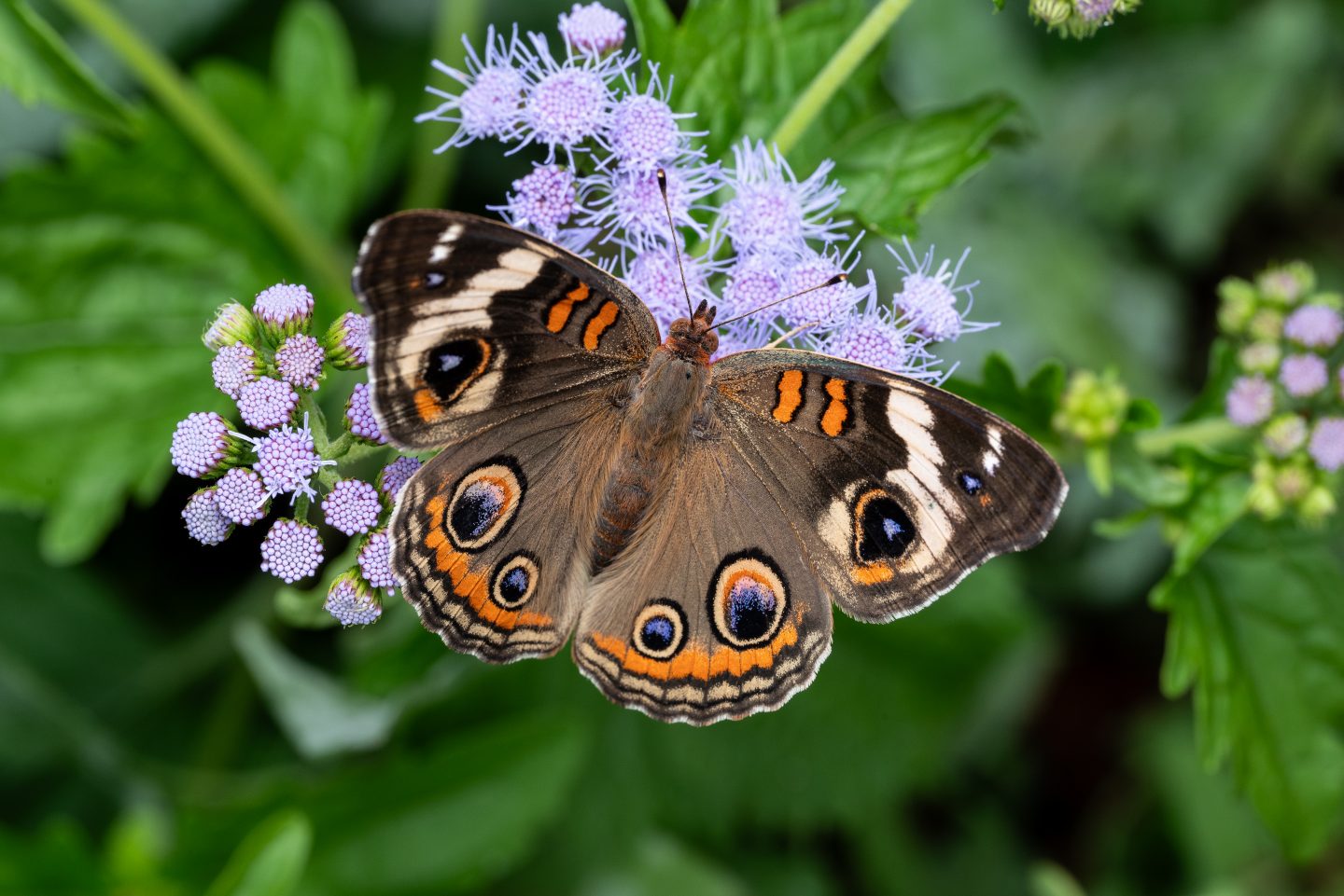 common buckeye butterfly