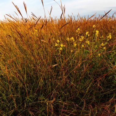 prairie plants fill the view, some with tiny yellow flowers