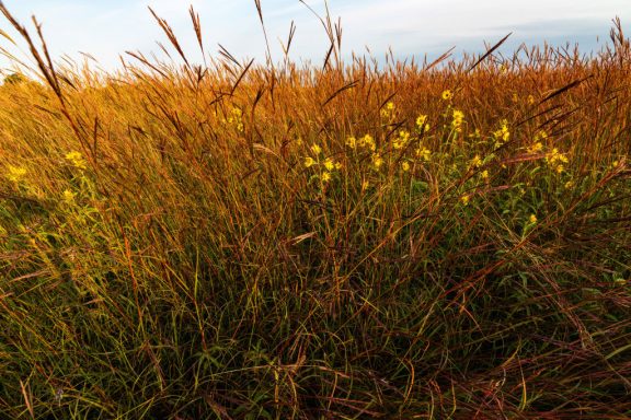 prairie plants fill the view, some with tiny yellow flowers