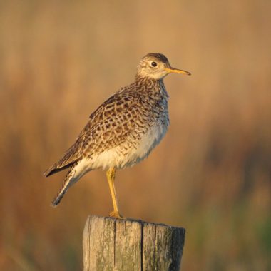 A large brown bird stands on a fence post