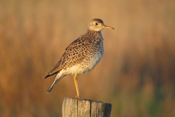 A large brown bird stands on a fence post