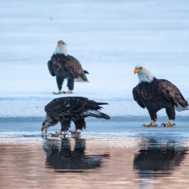 Three bald eagles stand on ice at the edge of open water