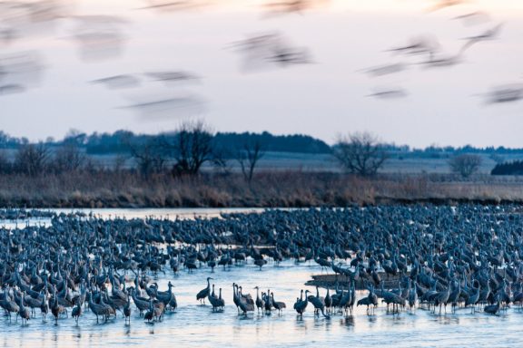 hundreds of sandhill cranes huddle together in a shallow wetland