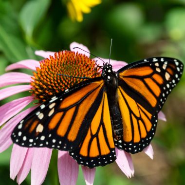 a monarch lands with its wings open on a pink coneflower