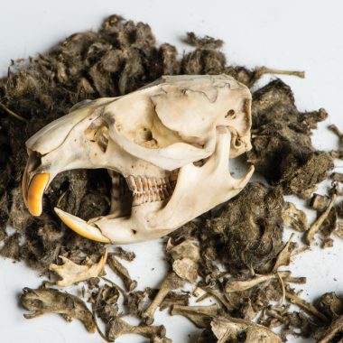 a rodent skull lays in profile on a mound of pellet excess