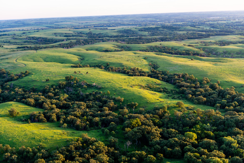 an aerial view of very green trees and prairie grass