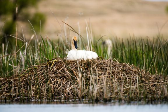 a large nest fills the photo with a slightly tinged white swan sitting on the pile