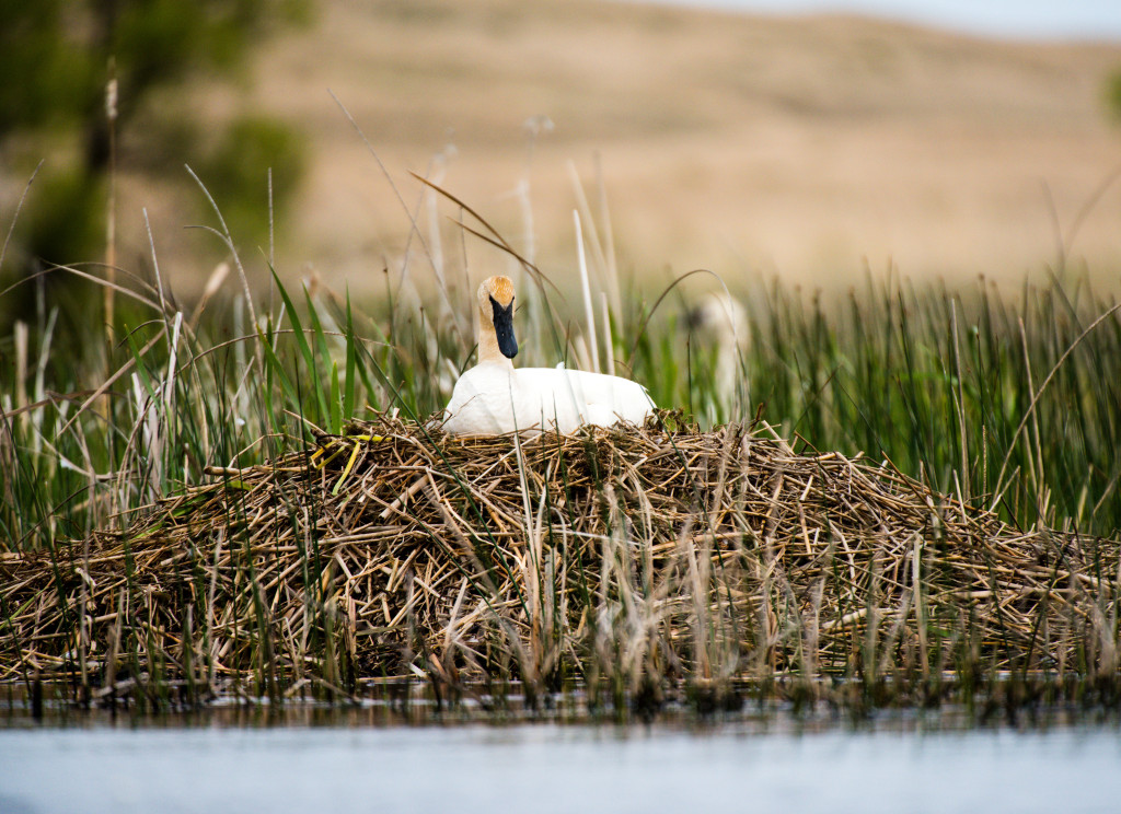 a large nest fills the photo with a slightly tinged white swan sitting on the pile