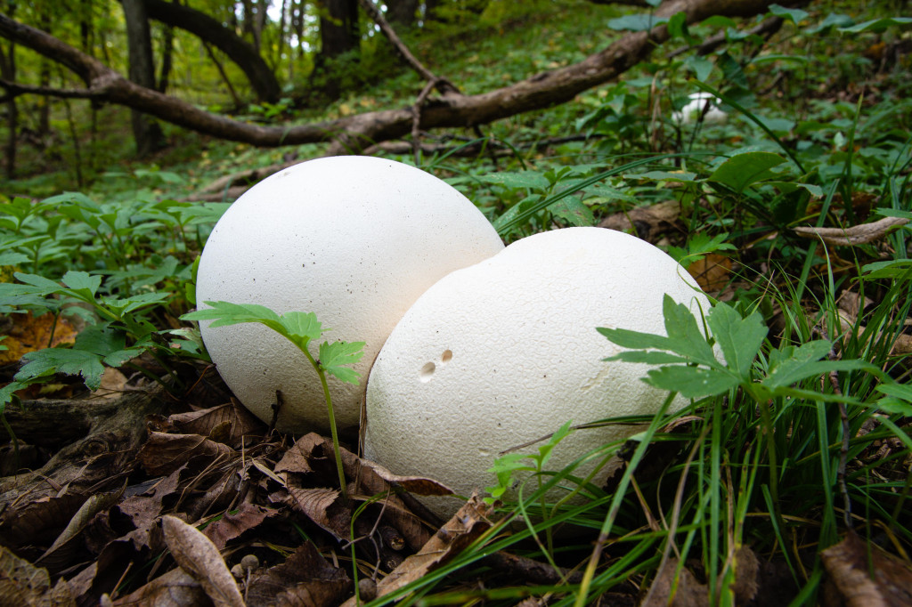 giant puffball mushrooms on a forest floor