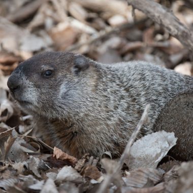 a woodchuck is camouflaged among fallen leaves