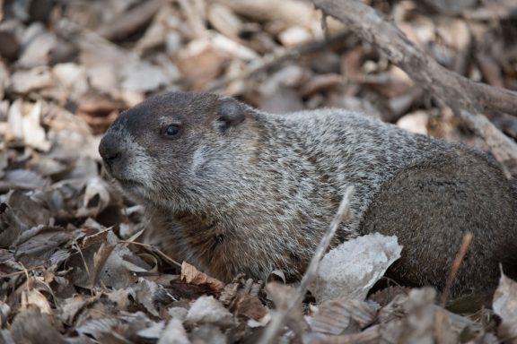 a woodchuck is camouflaged among fallen leaves