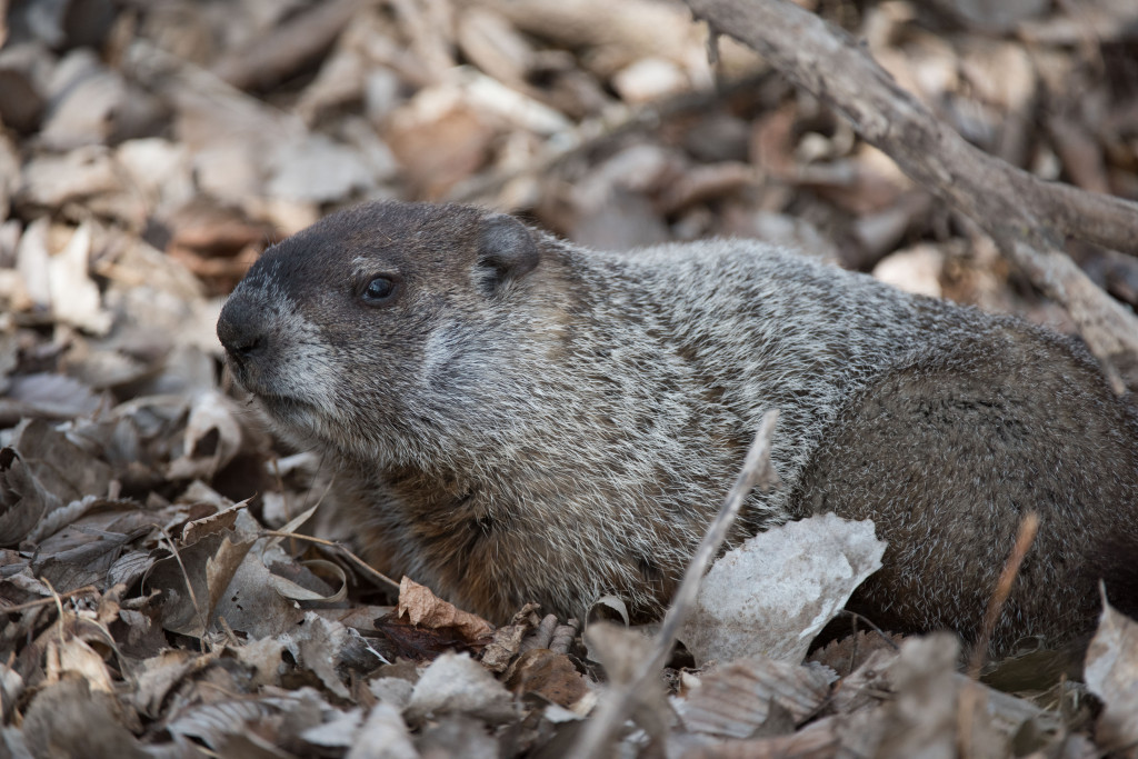 a woodchuck is camouflaged among fallen leaves